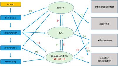 Signaling pathways in cutaneous wound healing